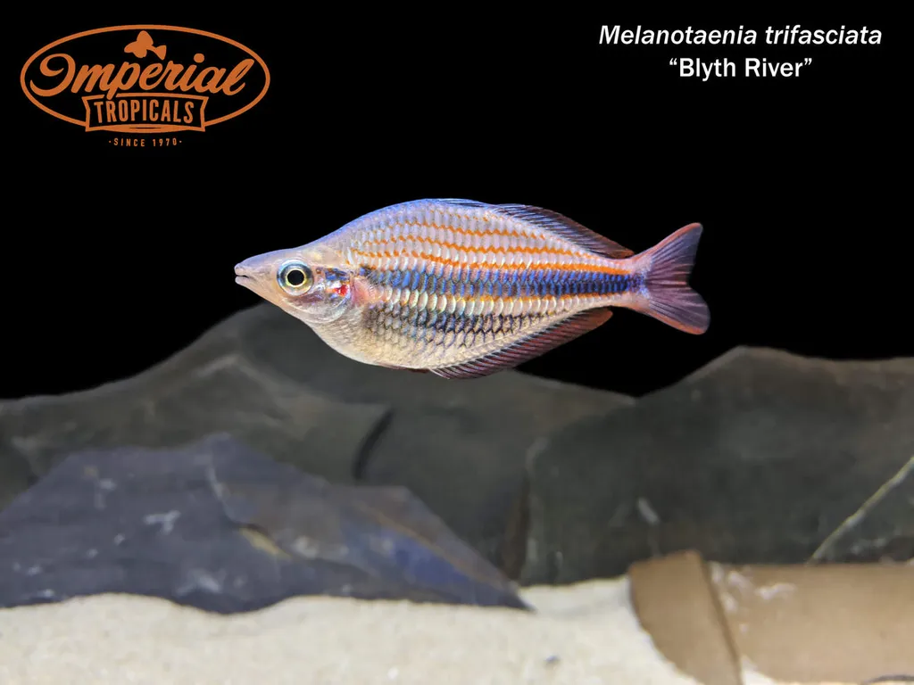 Banded rainbowfish (Melanotaenia trifasciata)