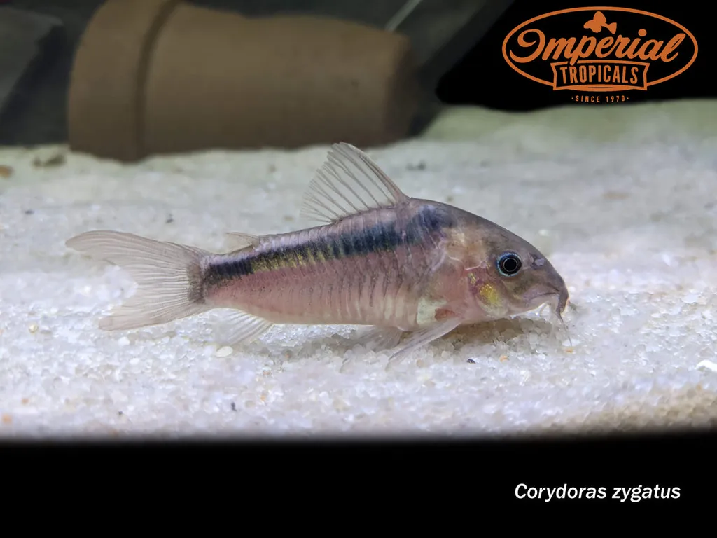 Black band cory (Osteogaster zygata)