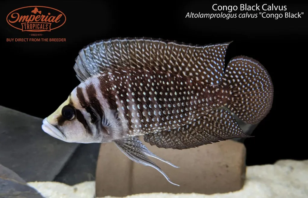 Black calvus (Altolamprologus calvus)