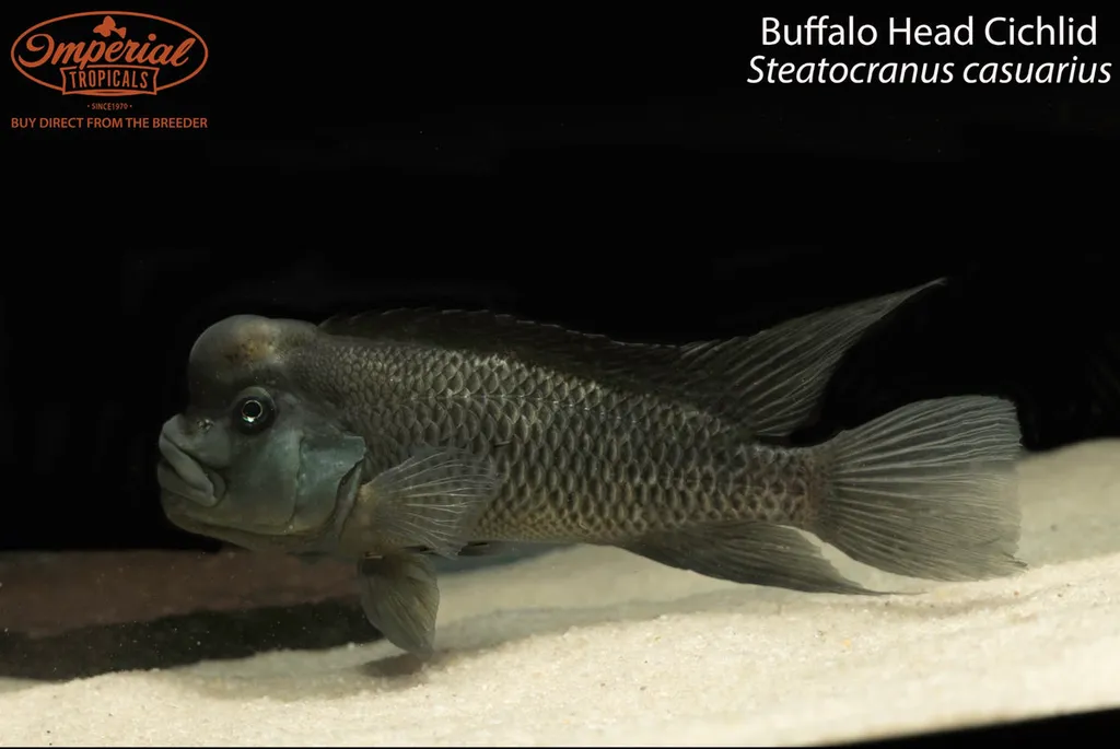 Blockhead cichlid (Steatocranus casuarius)