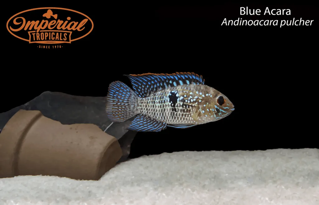 Blue acara (Andinoacara pulcher)