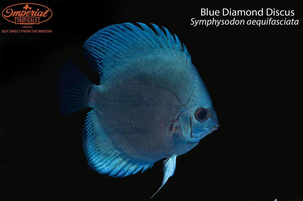 Blue diamond discus (Symphysodon tarzoo)