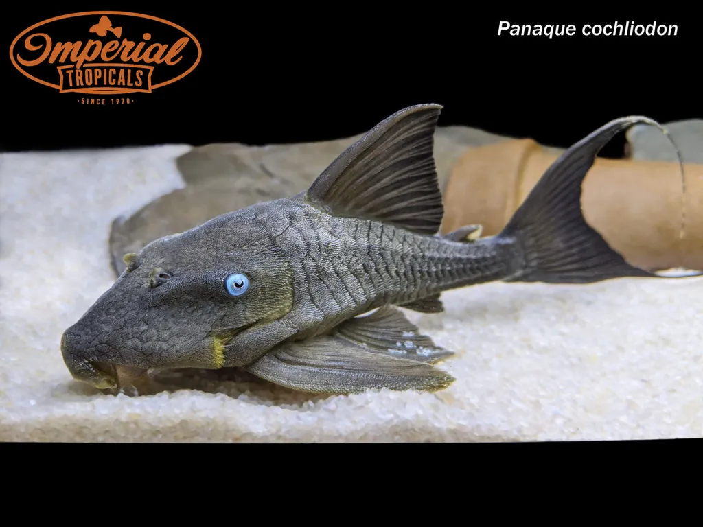 Blue-eyed pleco (Panaque cochliodon)