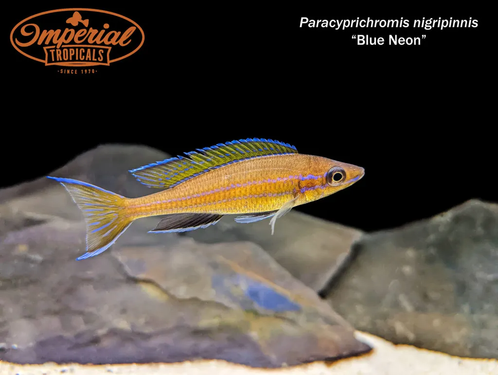 Blue neon cichlid (Paracyprichromis nigripinnis)