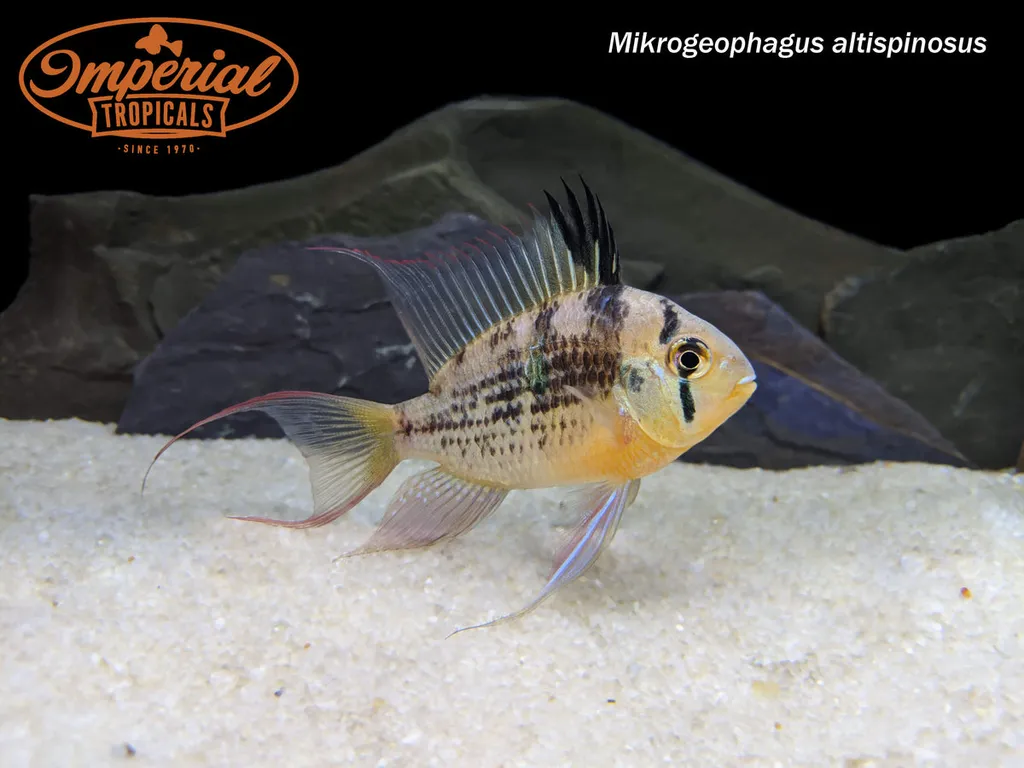 Bolivian ram (Mikrogeophagus altispinosus)