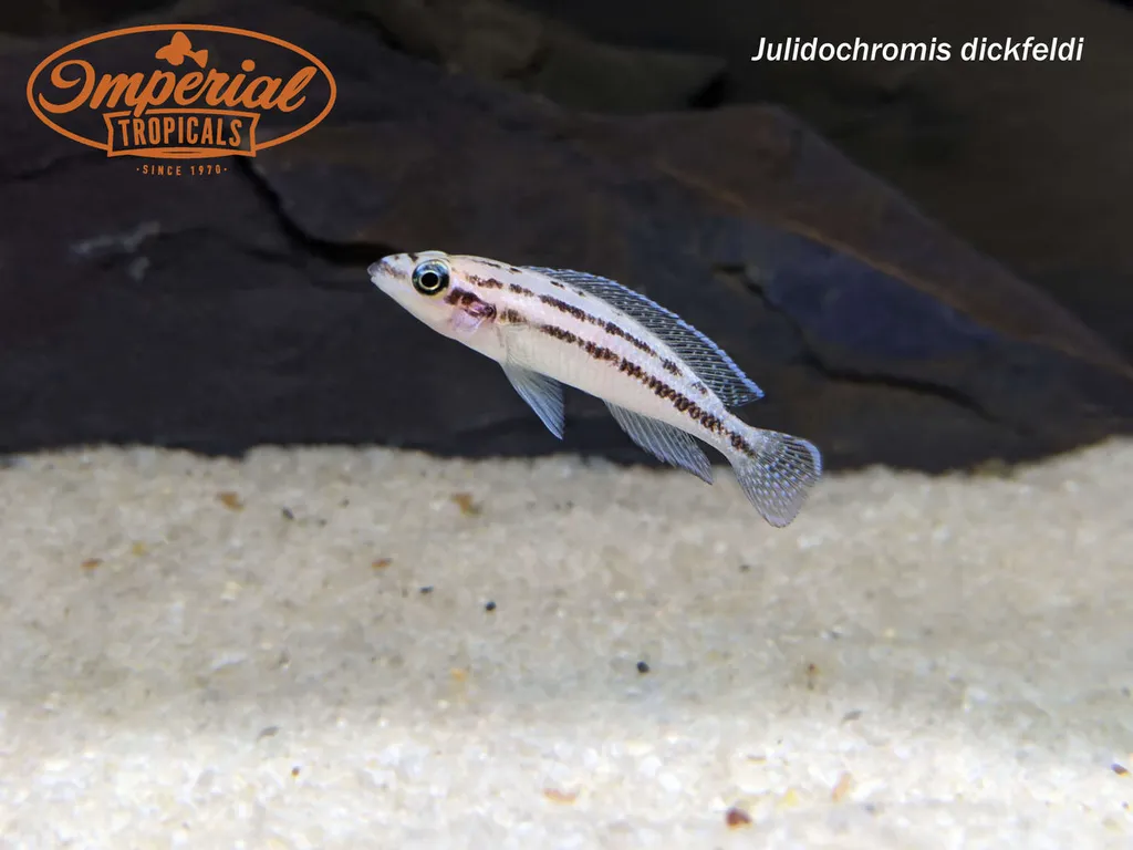 Brown julie (Julidochromis dickfeldi)
