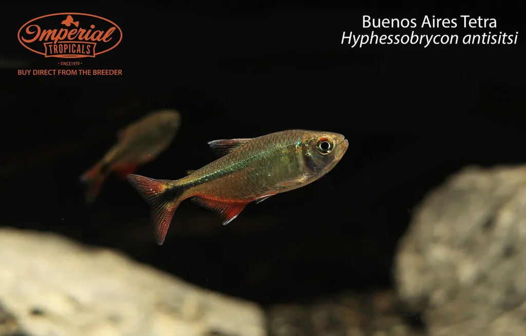Buenos Aires tetra (Psalidodon anisitsi)