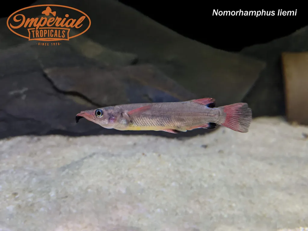 Celebes halfbeak (Nomorhamphus liemi)