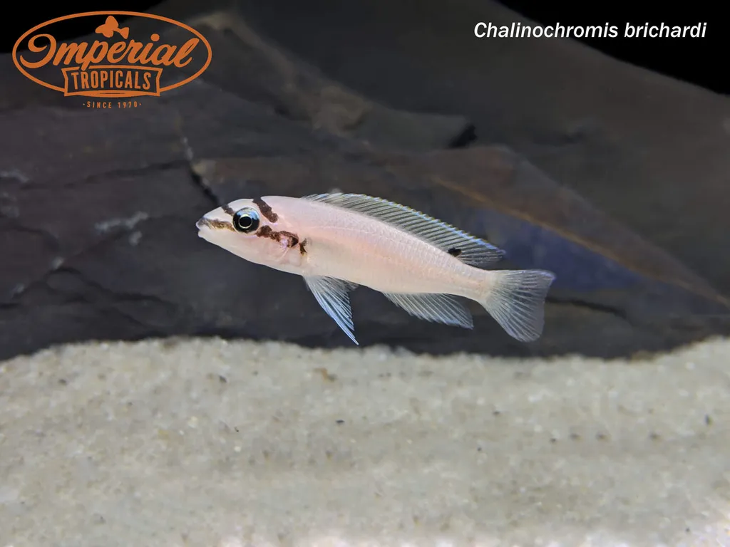 Brichard's chalinochromis (Chalinochromis brichardi)