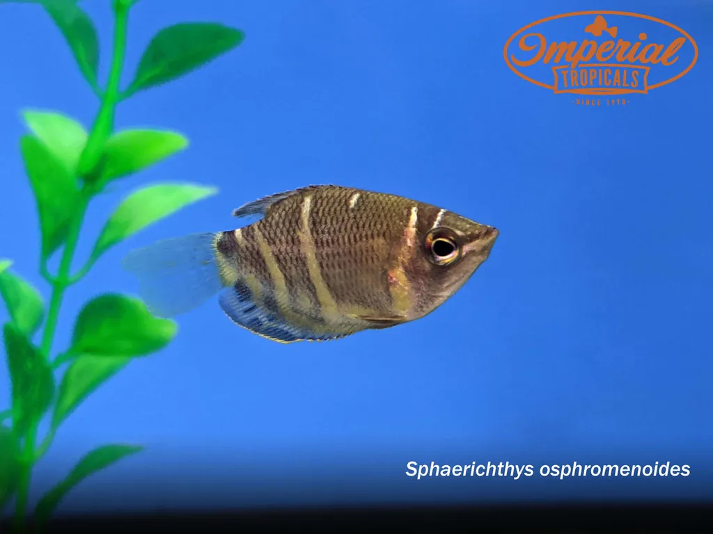 Chocolate gourami (Sphaerichthys osphromenoides)
