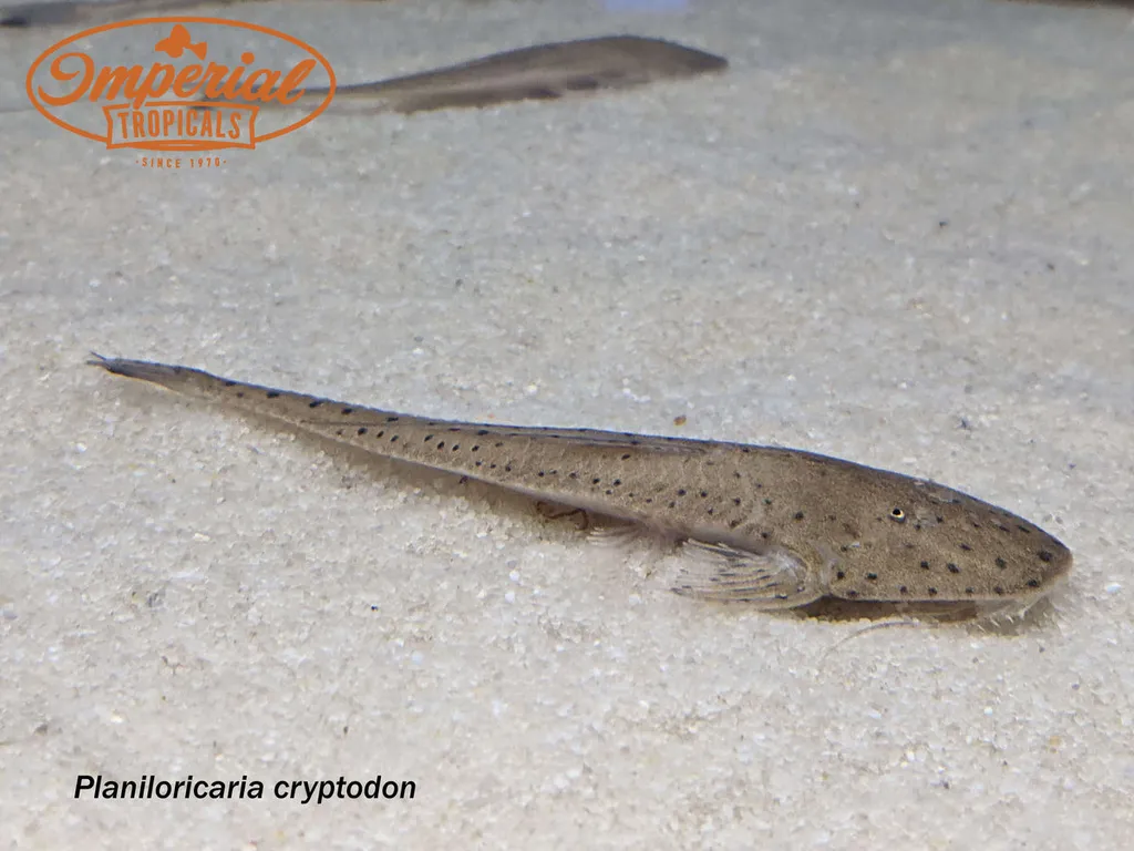 Circular whiptail (Planiloricaria cryptodon)