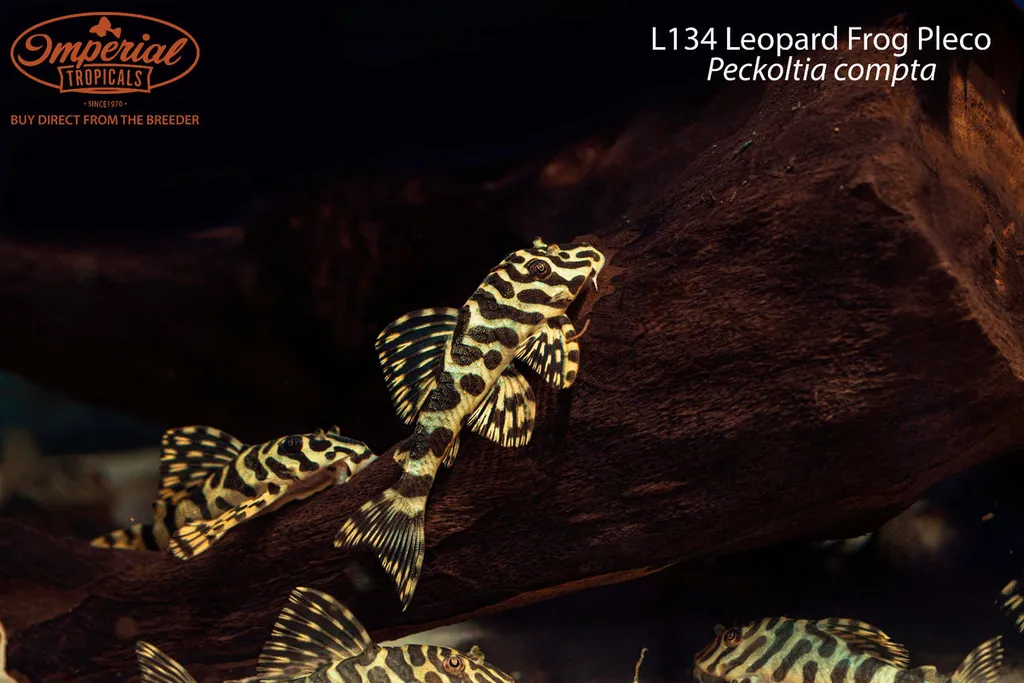Clown peckoltia (L134) (Peckoltia compta)
