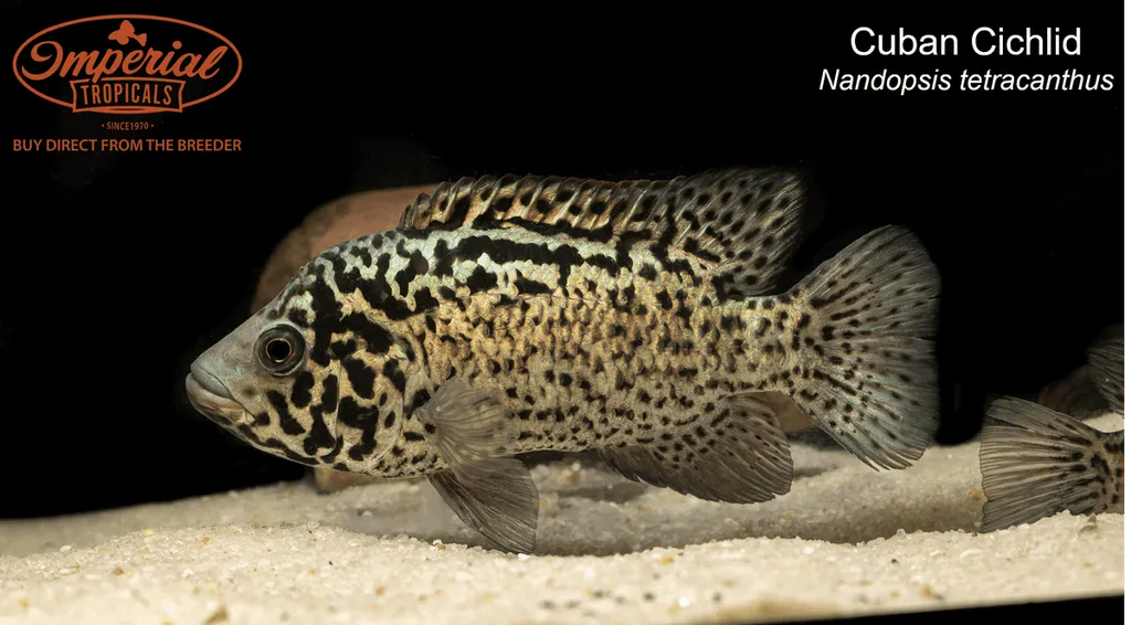 Cuban cichlid (Nandopsis tetracanthus)