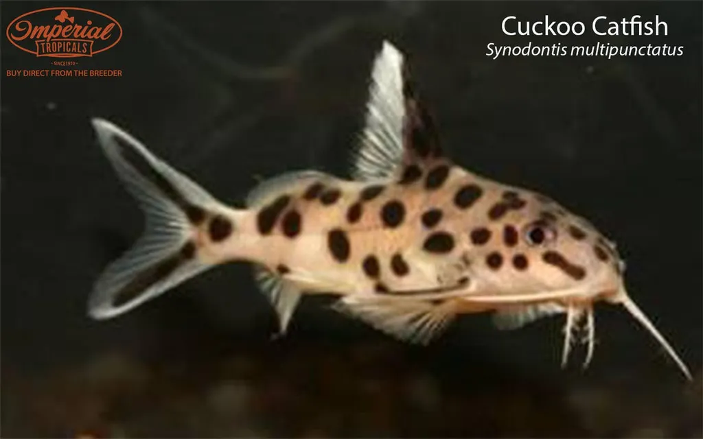 Cuckoo squeaker (Synodontis multipunctatus)