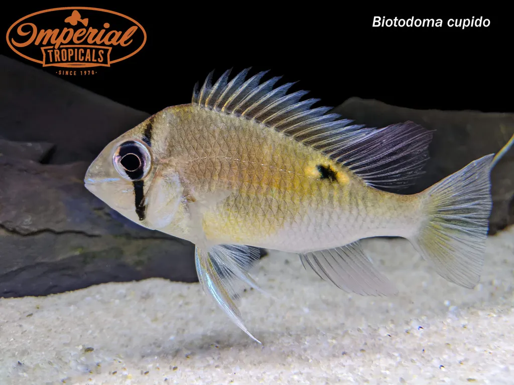 Cupid cichlid (Biotodoma cupido)