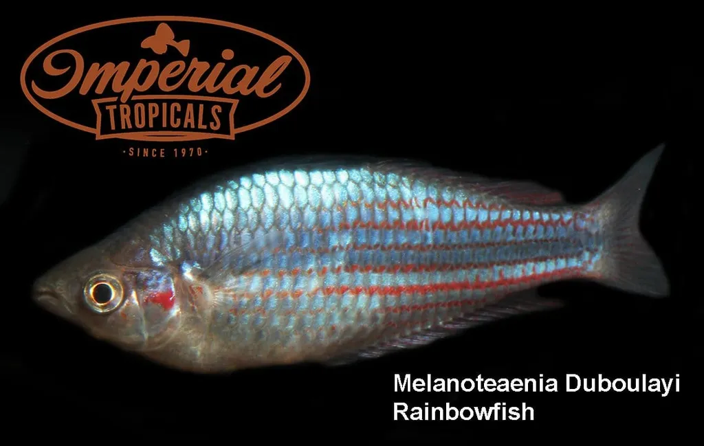 Duboulayi's rainbowfish (Melanotaenia duboulayi)