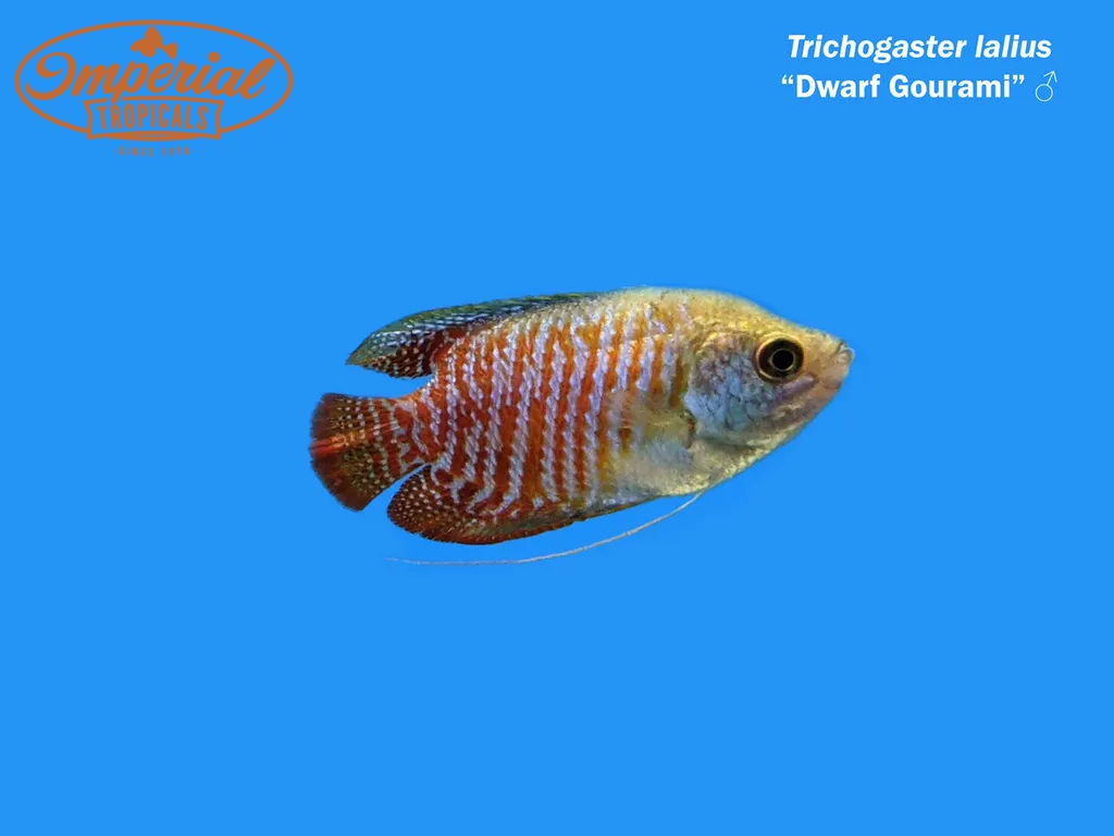 Dwarf gourami (Trichogaster lalius)