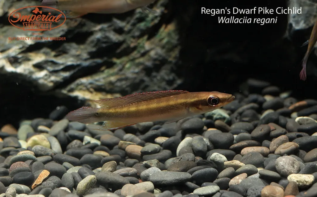 Dwarf pike cichlid (Crenicichla regani)