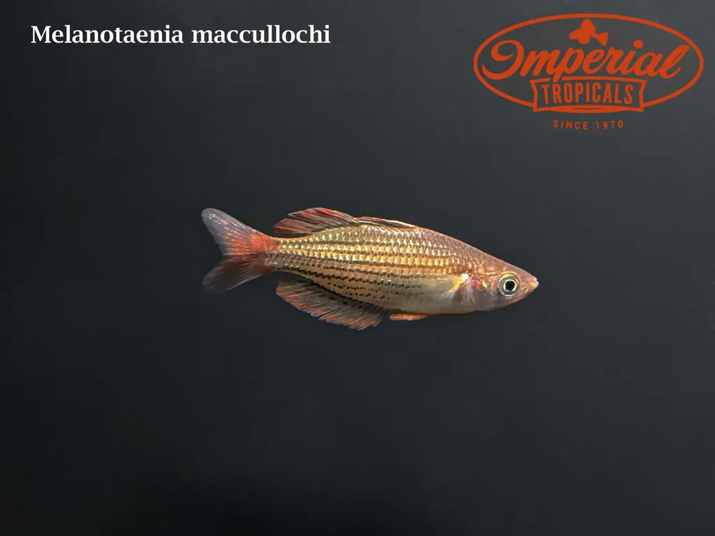 Dwarf rainbowfish (Melanotaenia maccullochi)