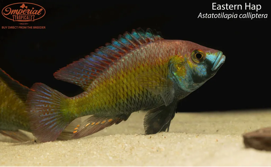 Eastern happy (Astatotilapia calliptera)