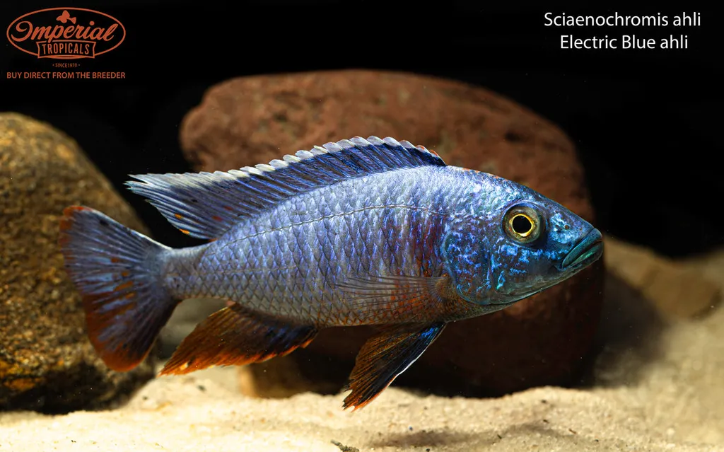 Electric blue hap (Sciaenochromis fryeri)