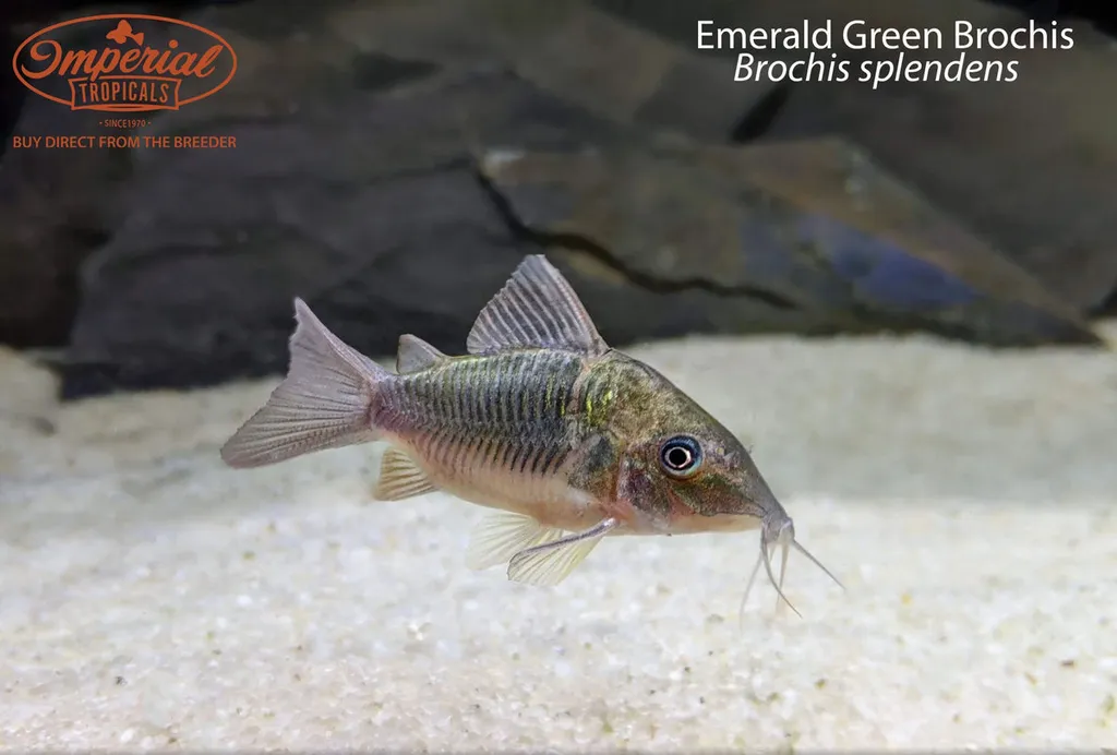 Emerald catfish (Brochis splendens)