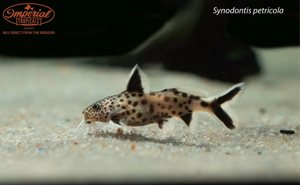 Even-Spotted squeaker (Synodontis petricola)