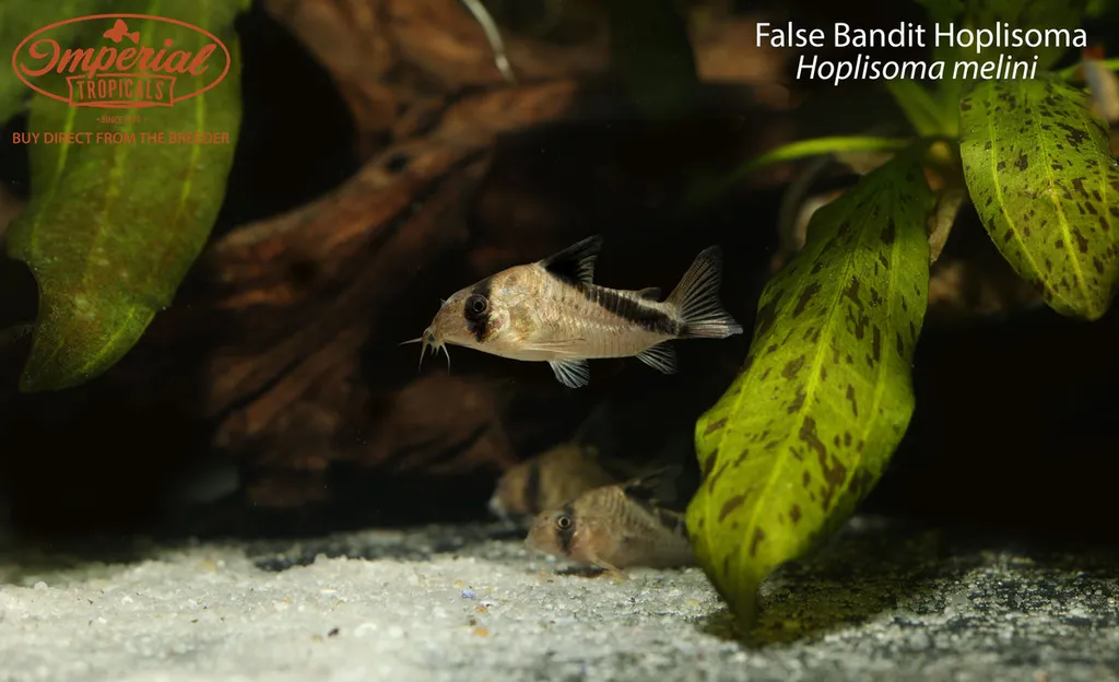 False bandit cory (Hoplisoma melini)