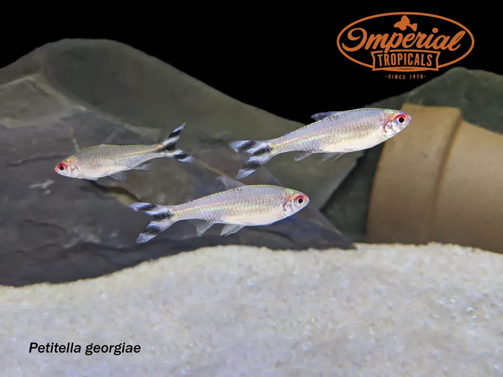 False rummynose tetra (Petitella georgiae)