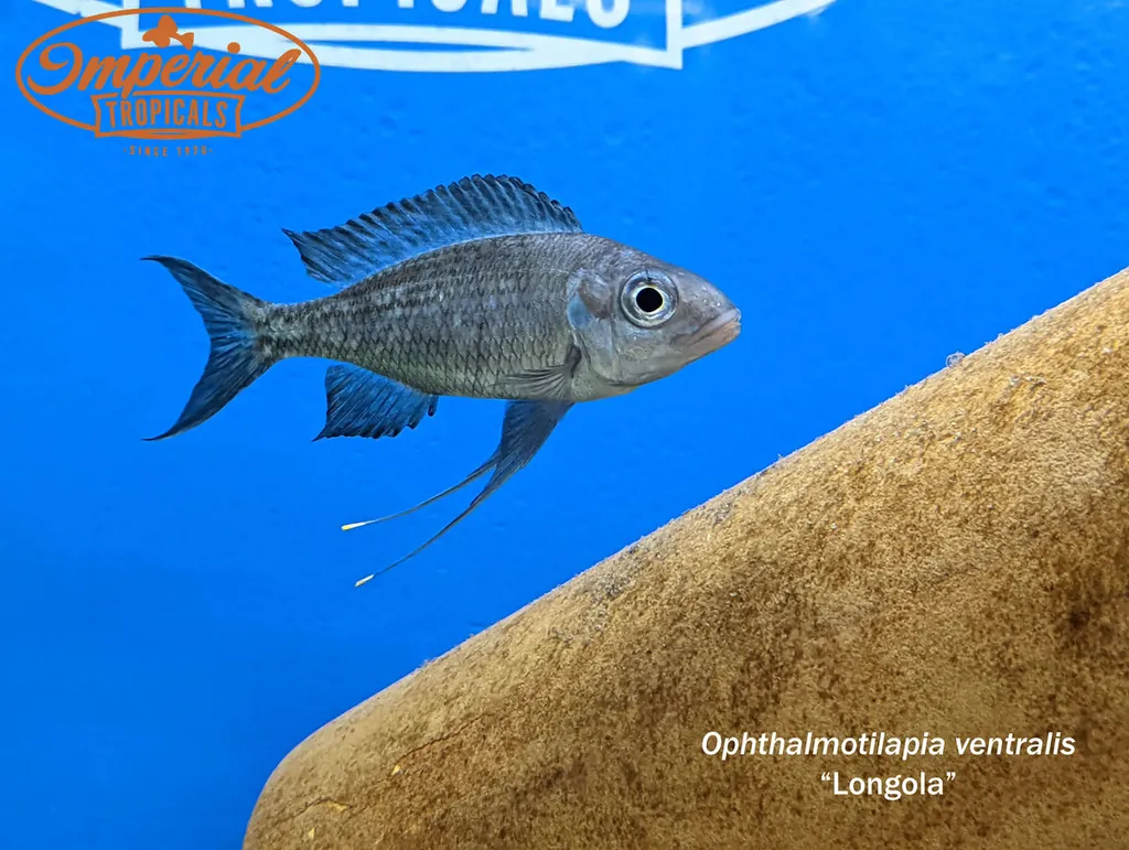 Ventralis featherfin cichlid (Ophthalmotilapia ventralis)