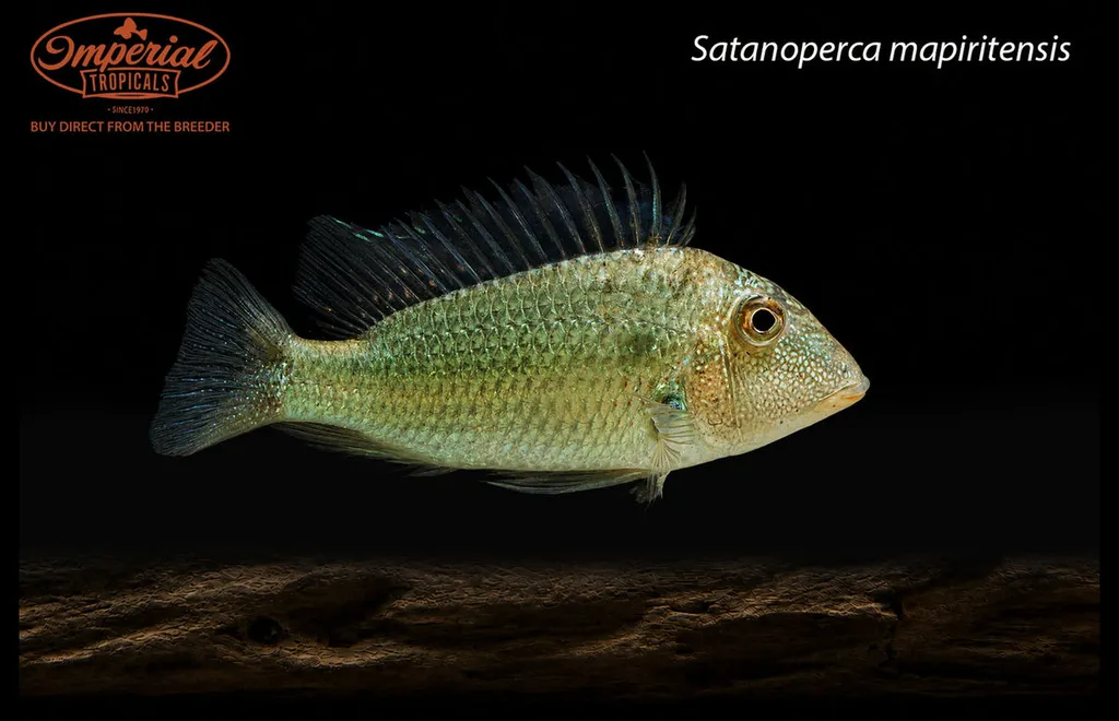 Fine-spotted eartheater (Satanoperca mapiritensis)