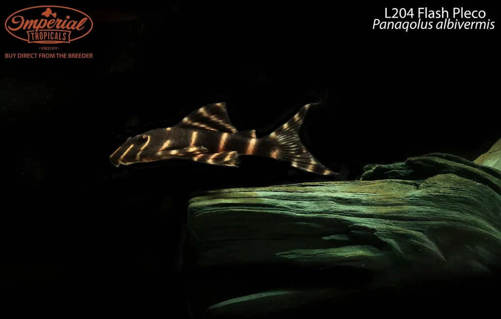Flash pleco (L204) (Panaqolus albivermis)