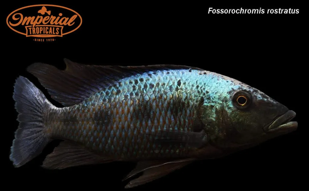 Malawi sand diver (Fossorochromis rostratus)