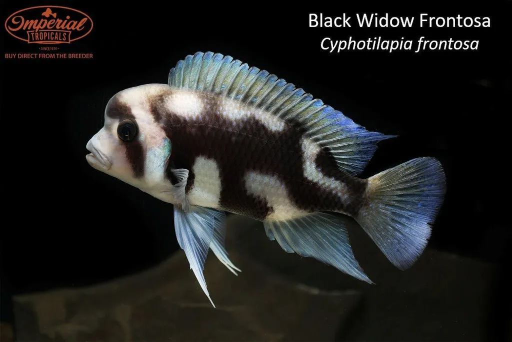 Frontosa cichlid (Cyphotilapia frontosa)