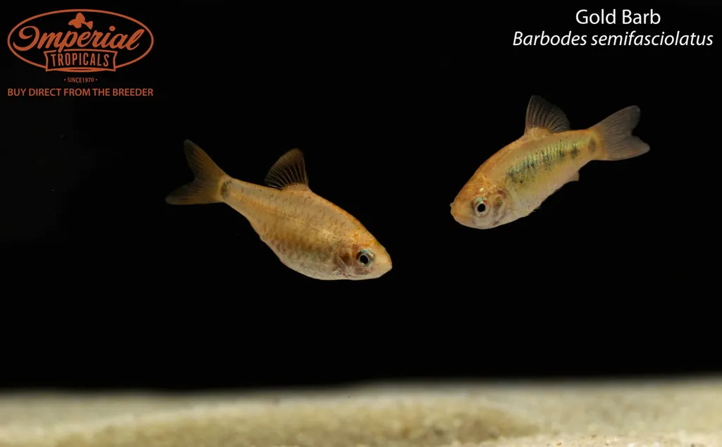 Gold barb (Barbodes semifasciolatus)