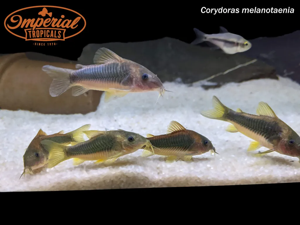 Gold laser cory (Osteogaster melanotaenia)