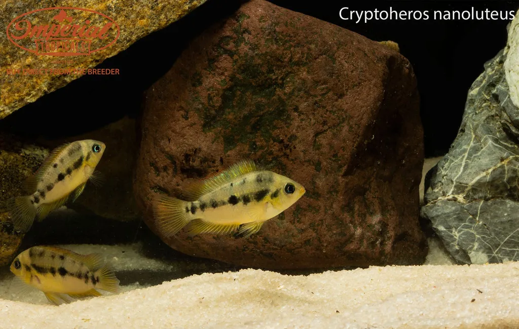 Golden dwarf convict (Amatitlania nanolutea)