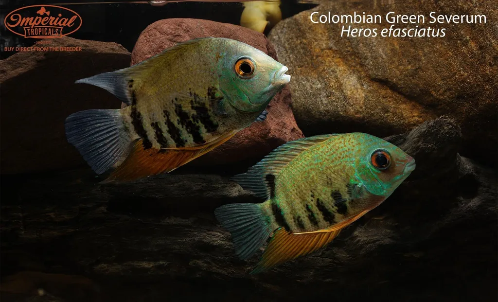 Green severum (Heros efasciatus)