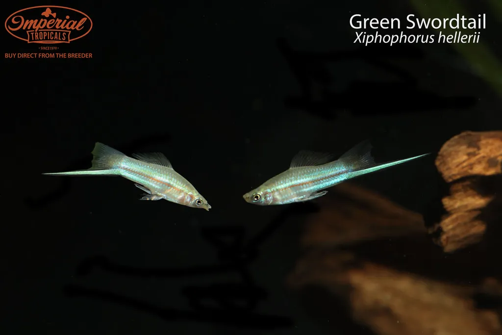 Green swordtail (Xiphophorus hellerii)