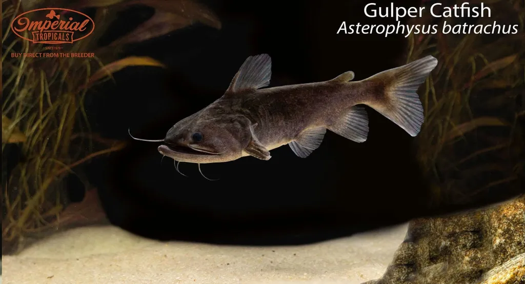 Gulper catfish (Asterophysus batrachus)