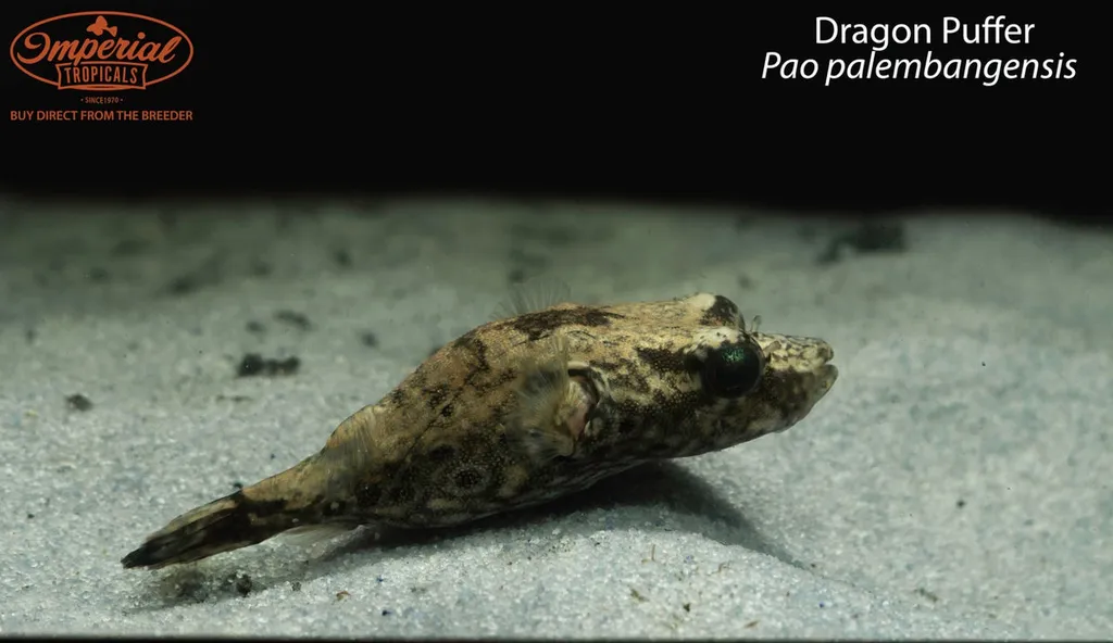 Humpback puffer (Pao palembangensis)