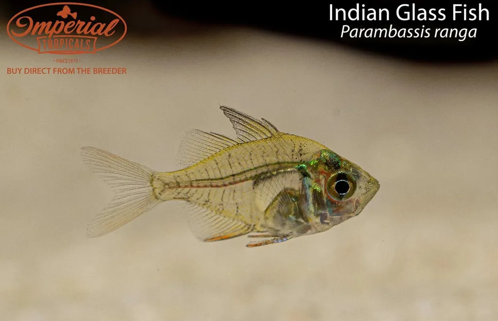 Indian glassy fish (Parambassis ranga)