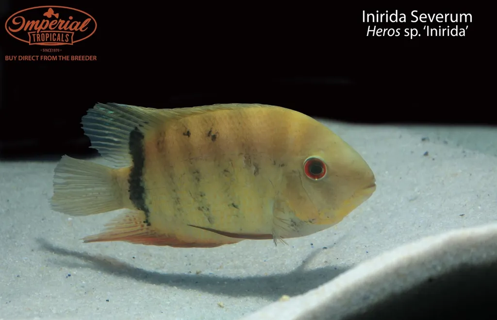 Inirida severum (Heros sp. 'Inirida')