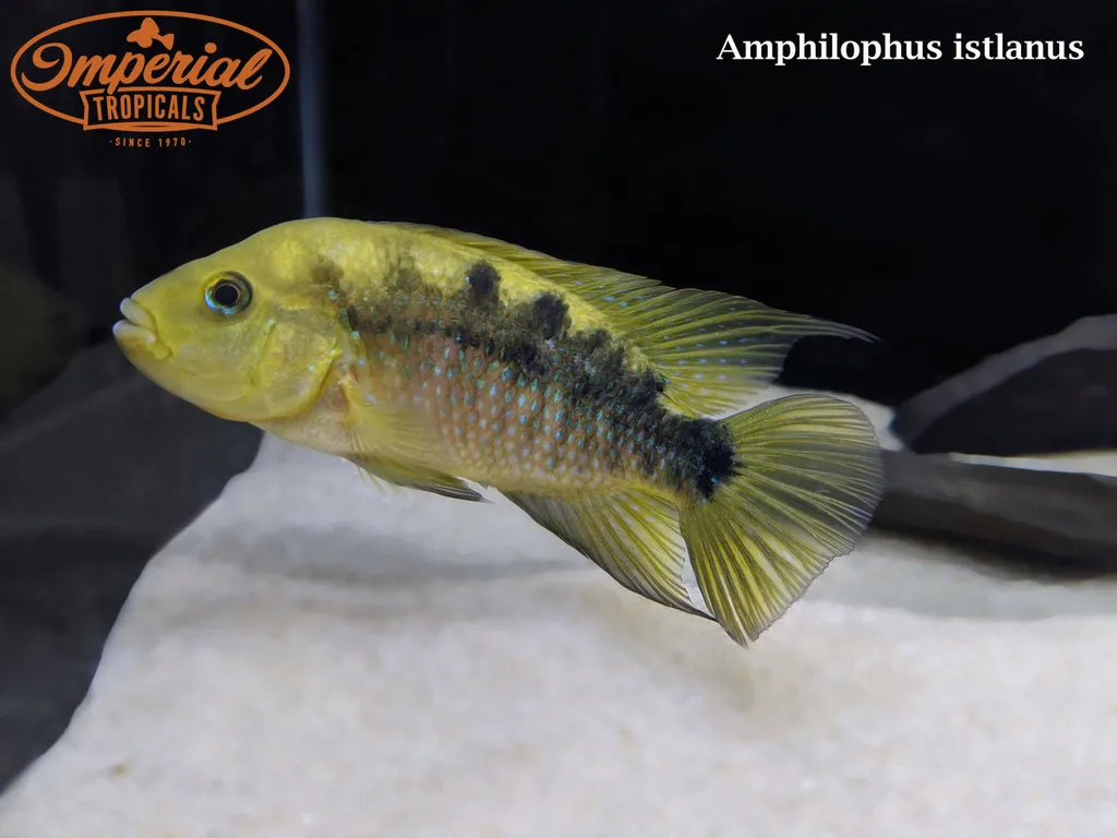 Istlanus cichlid (Amphilophus istlanus)