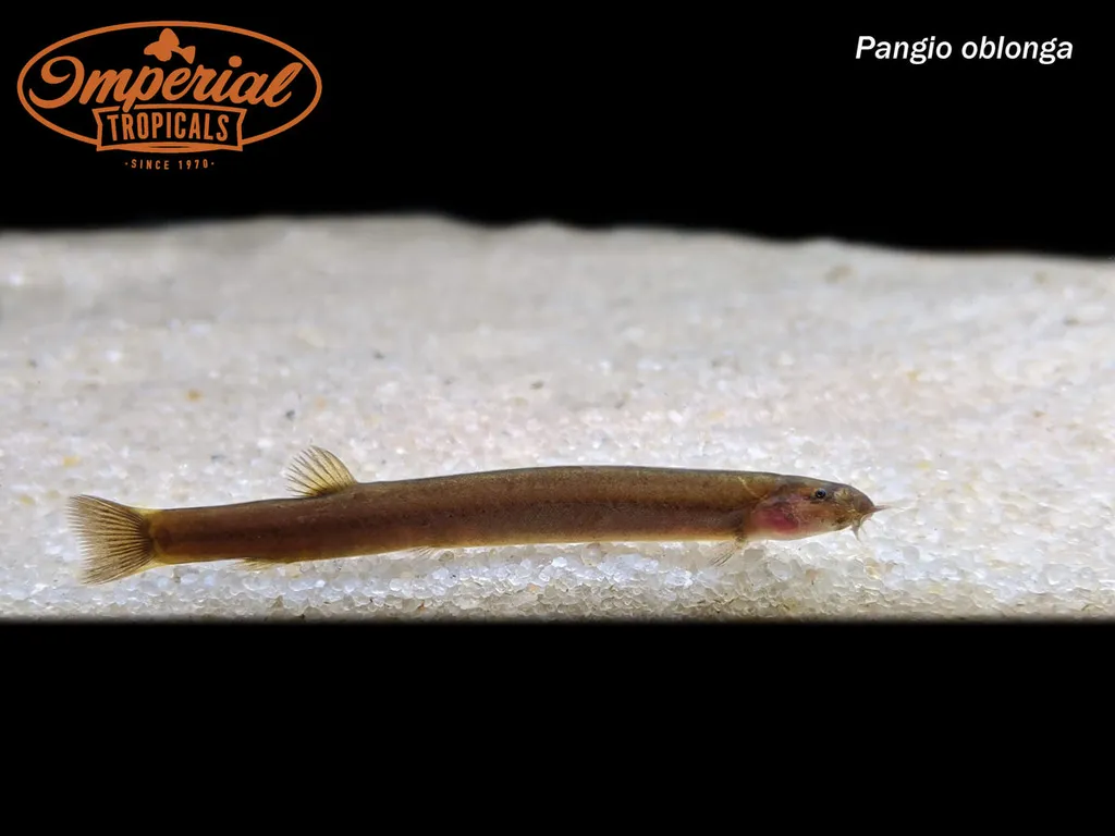 Java loach (Pangio oblonga)