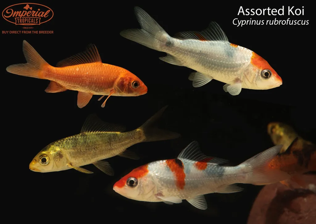 Koi (Cyprinus rubrofuscus)
