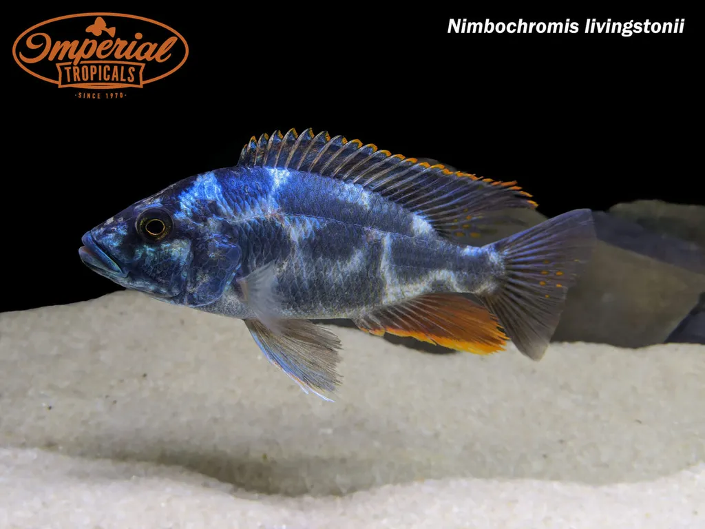 Livingston's cichlid (Nimbochromis livingstonii)