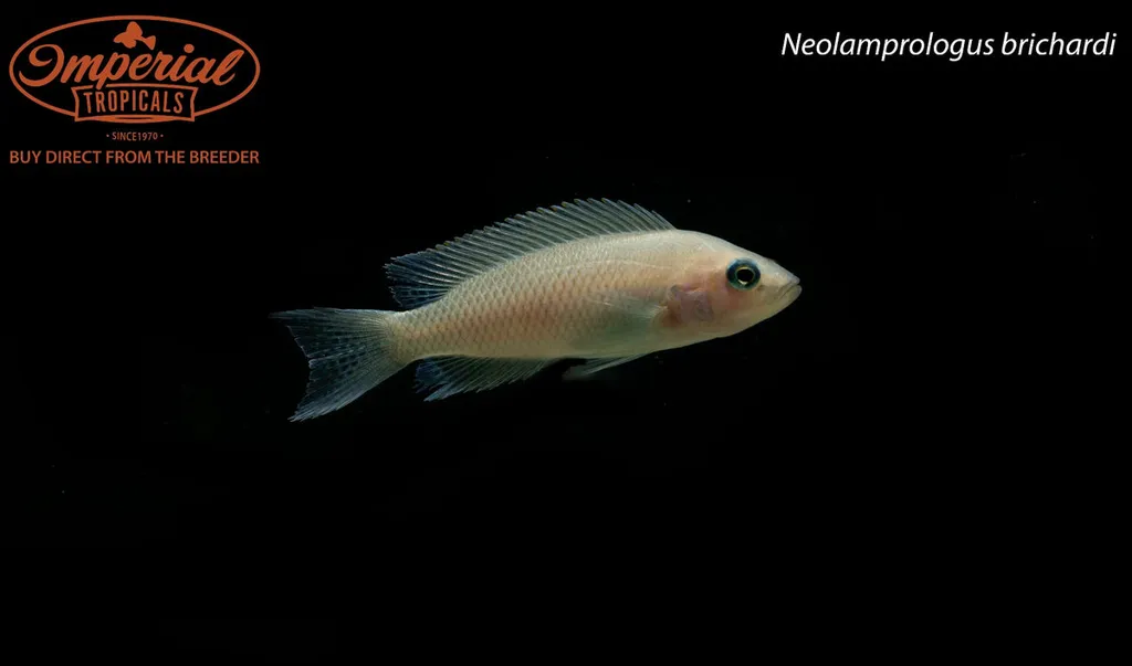 Lyretail cichlid (Neolamprologus brichardi)