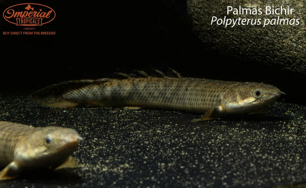 Marbled bichir (Polypterus palmas)