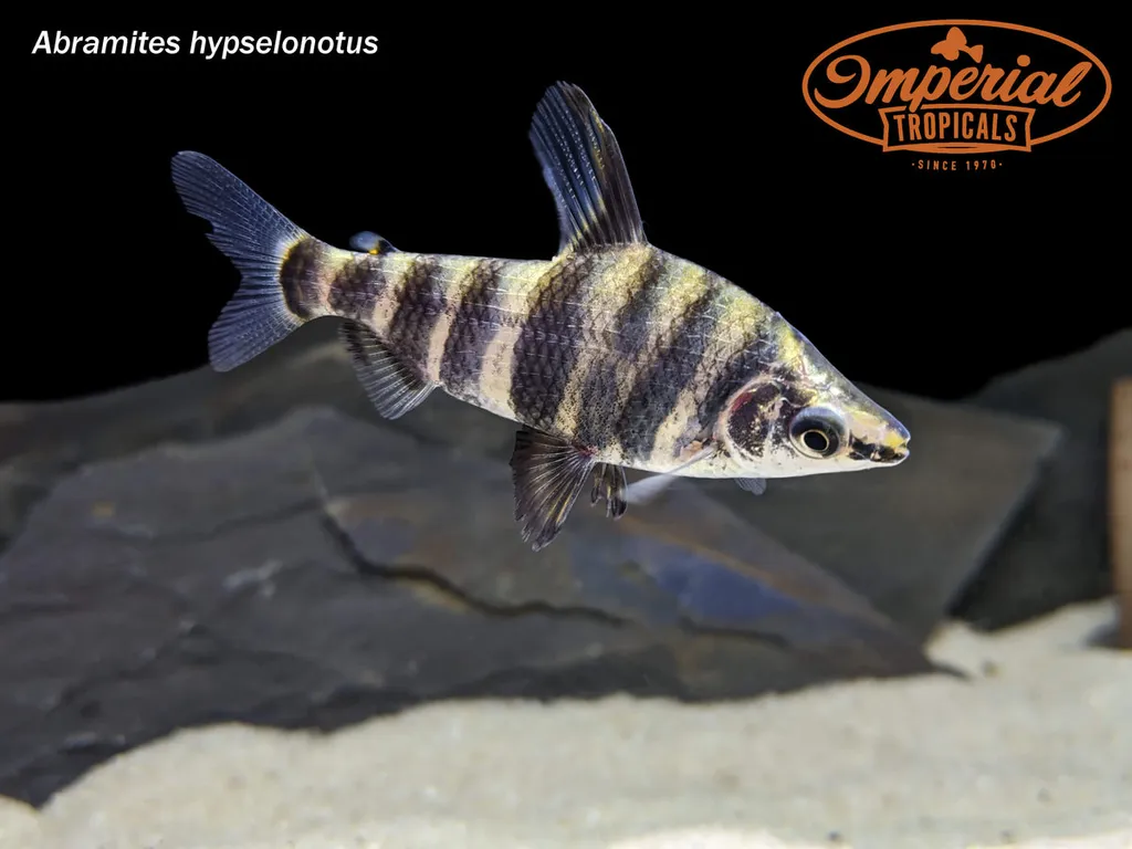 Marbled headstander (Abramites hypselonotus)